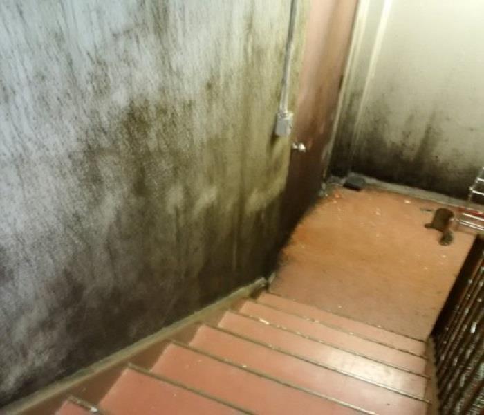 Stairwell with mould on walls